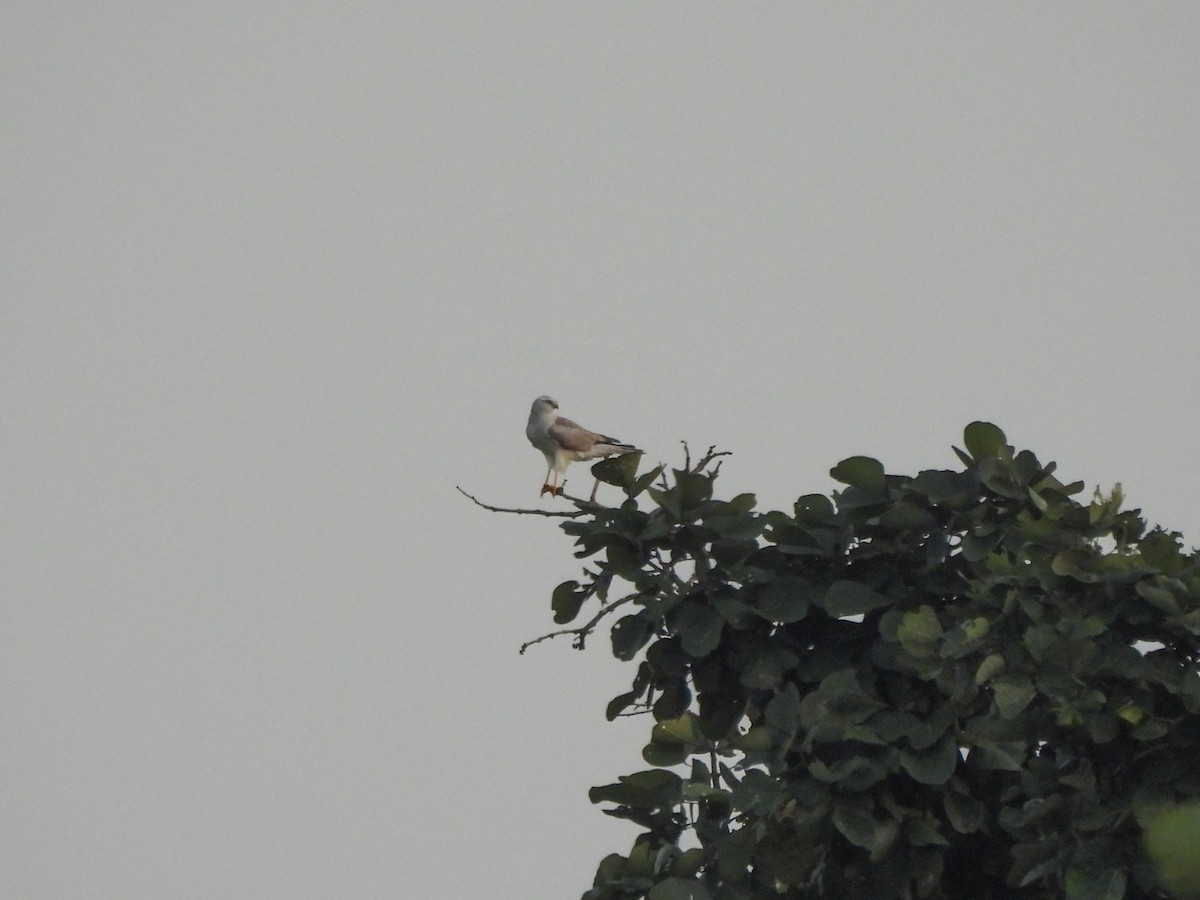 Pallid Harrier - ML643868099