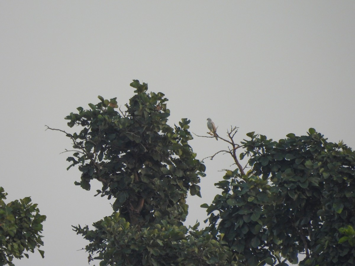 Pallid Harrier - ML643868100