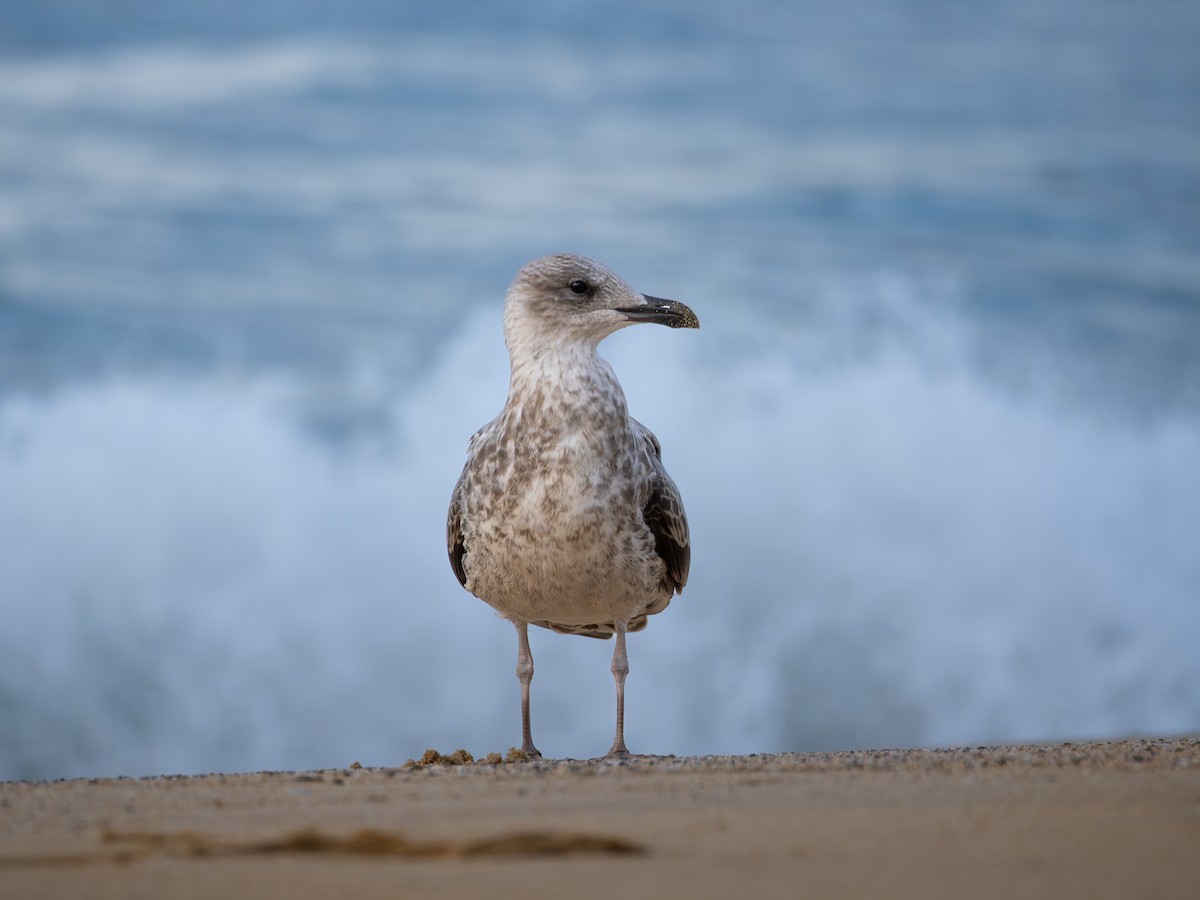 racek středomořský - ML643868113