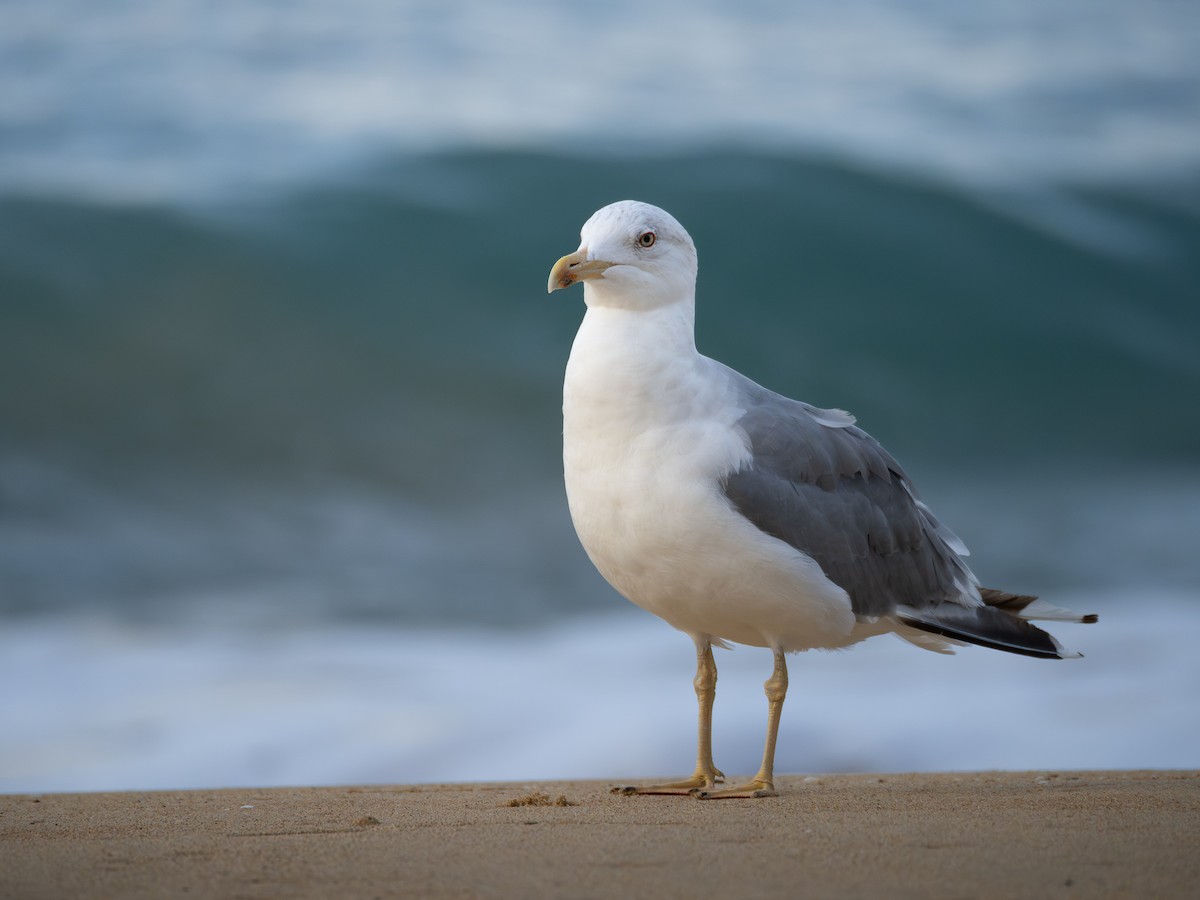 racek středomořský - ML643868114
