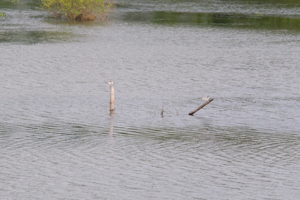 Whiskered Tern - ML643868132