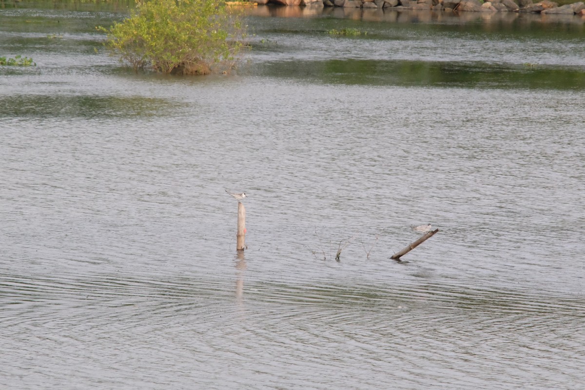 Whiskered Tern - ML643868133