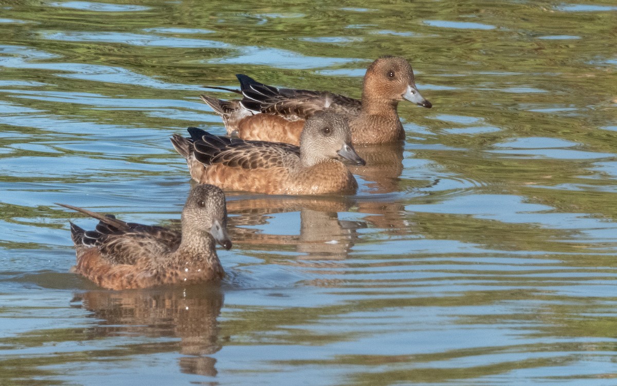 Eurasian Wigeon - ML643868137