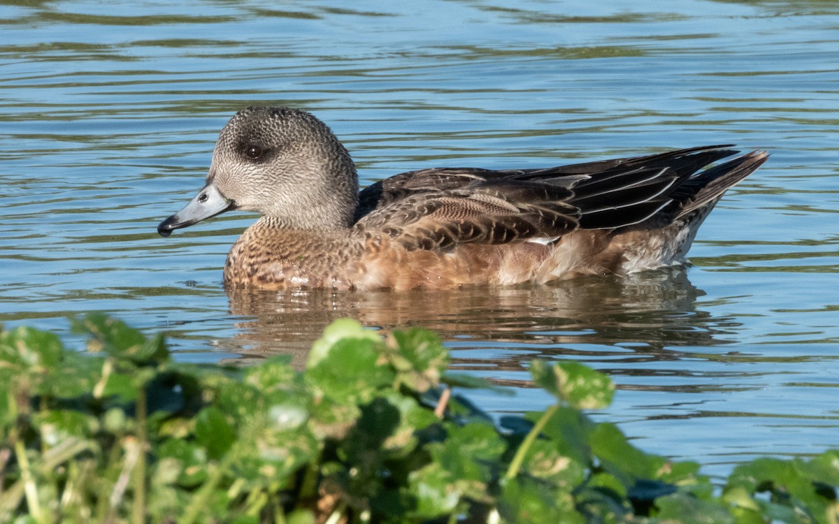 American Wigeon - ML643868138