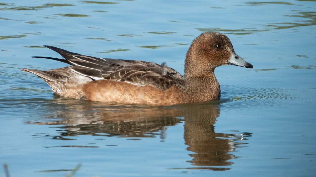 Eurasian Wigeon - ML643868141