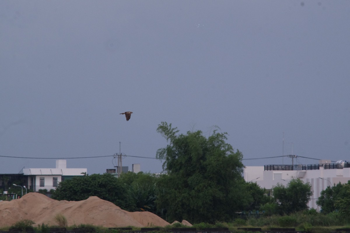 Eastern Marsh Harrier - ML643868142