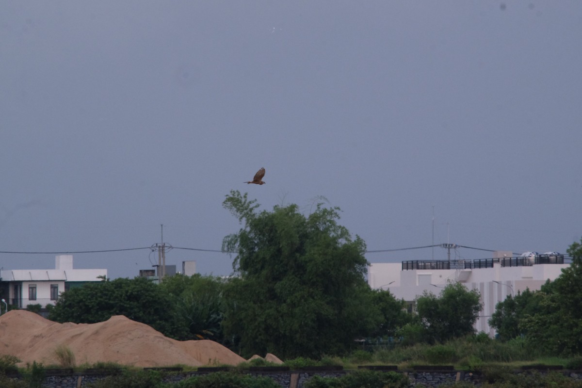 Eastern Marsh Harrier - ML643868143