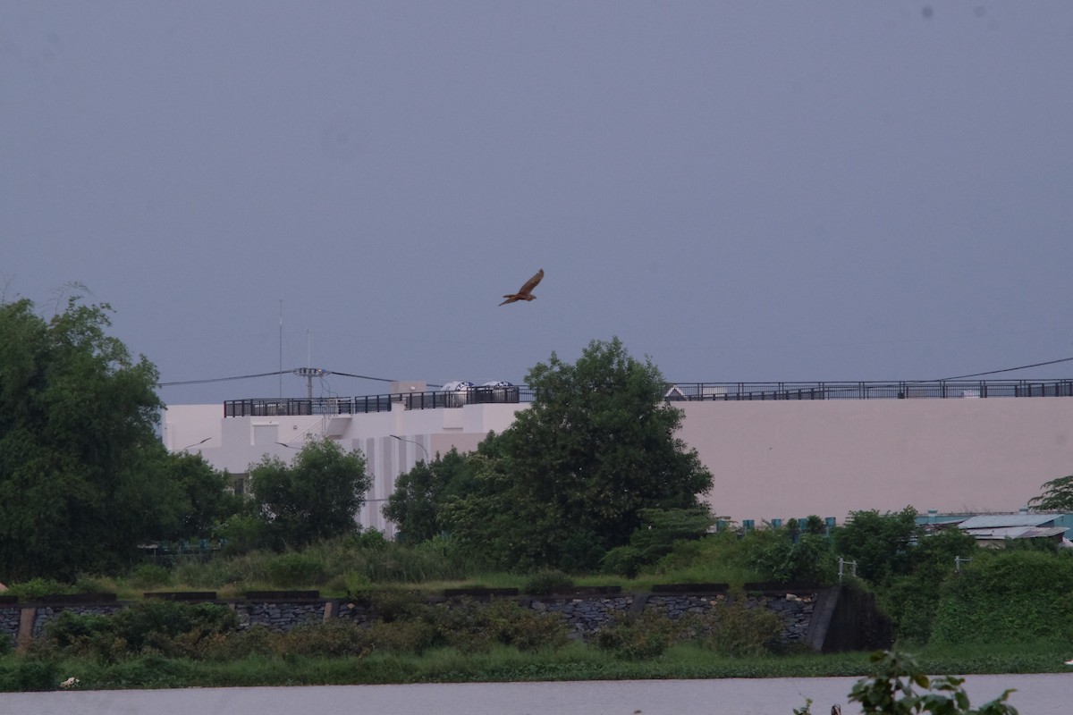 Eastern Marsh Harrier - ML643868144
