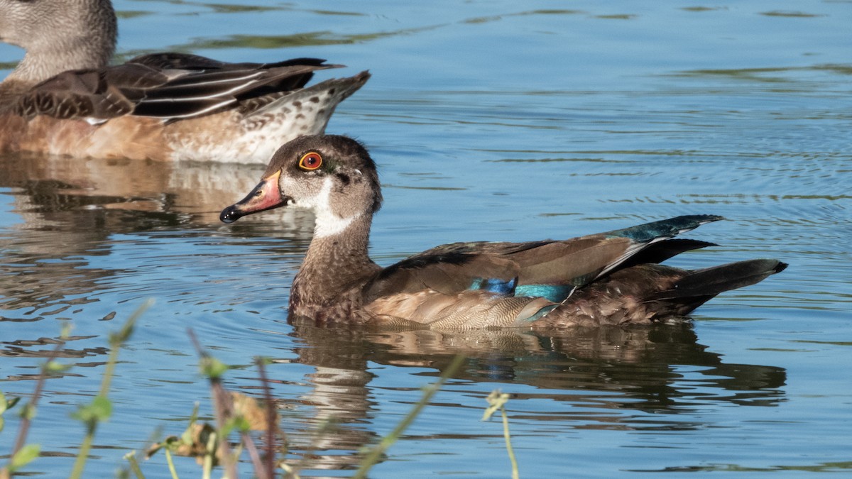 Wood Duck - ML643868147