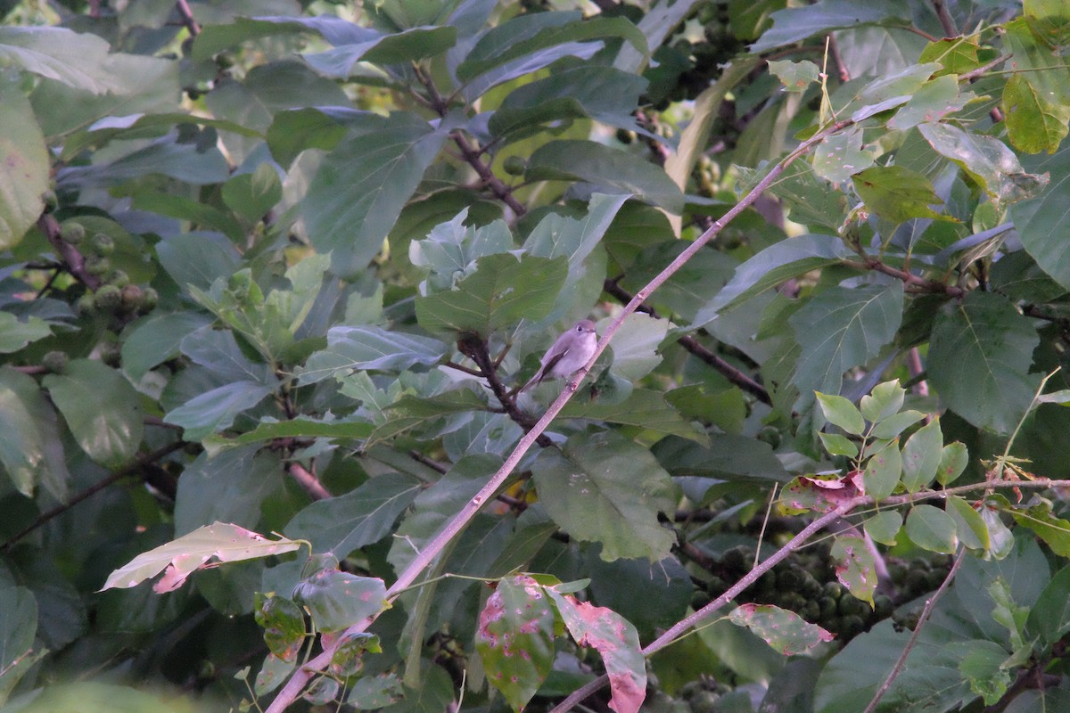 Asian Brown Flycatcher - ML643868150