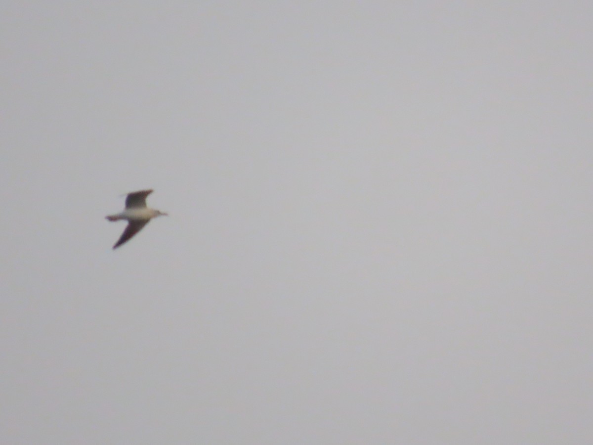 Black-headed/Brown-headed Gull - ML643868160