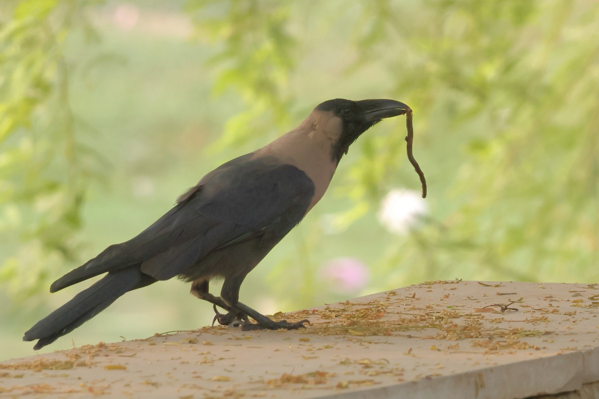 House Crow - ML643868178