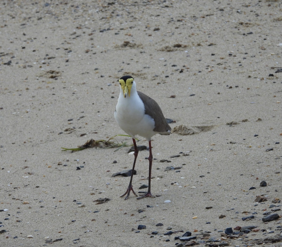 Masked Lapwing - ML643868187