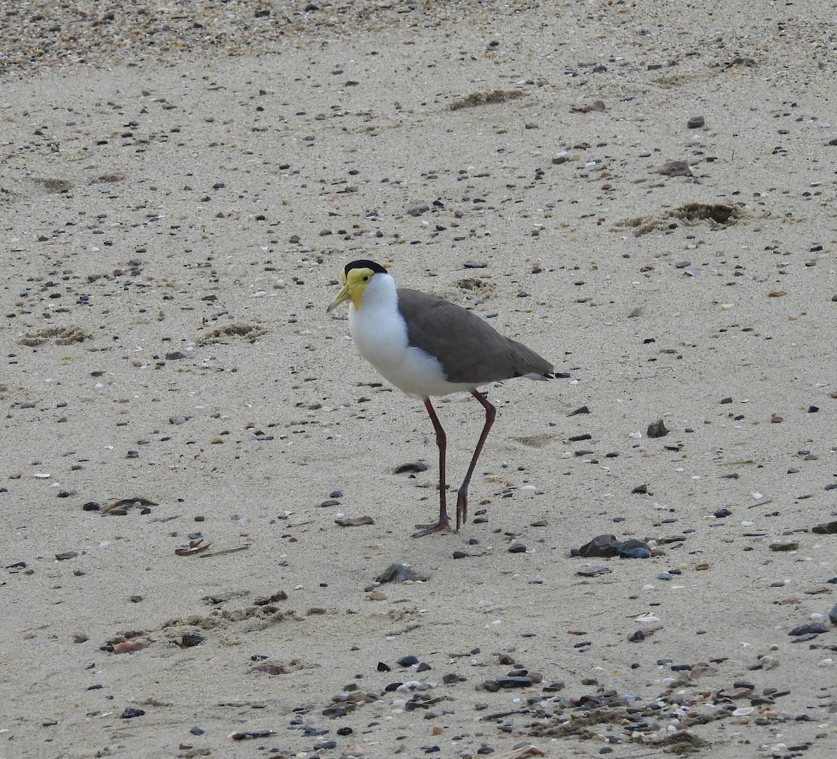 Masked Lapwing - ML643868190