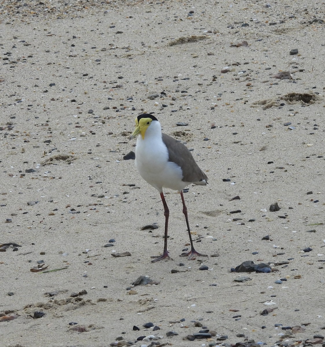Masked Lapwing - ML643868191