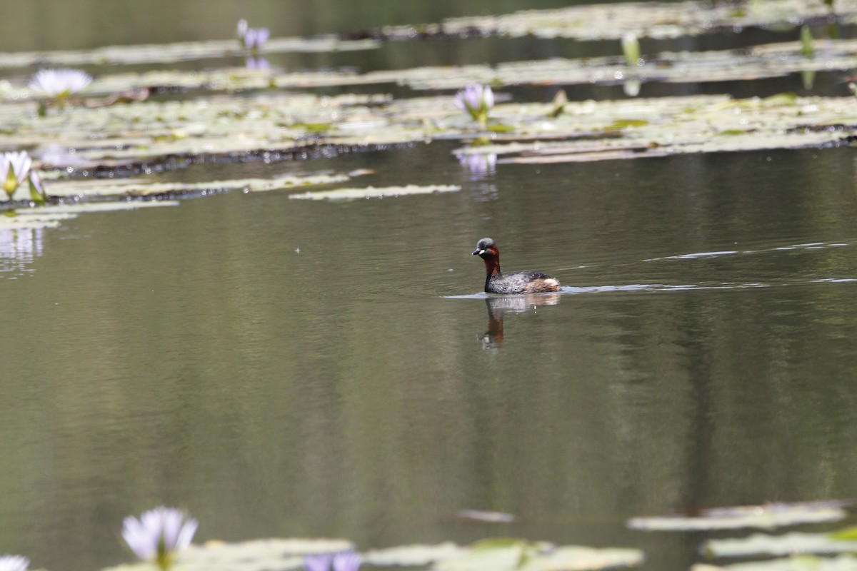 Little Grebe - ML643868192