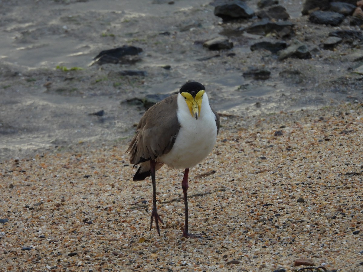 Masked Lapwing - ML643868193
