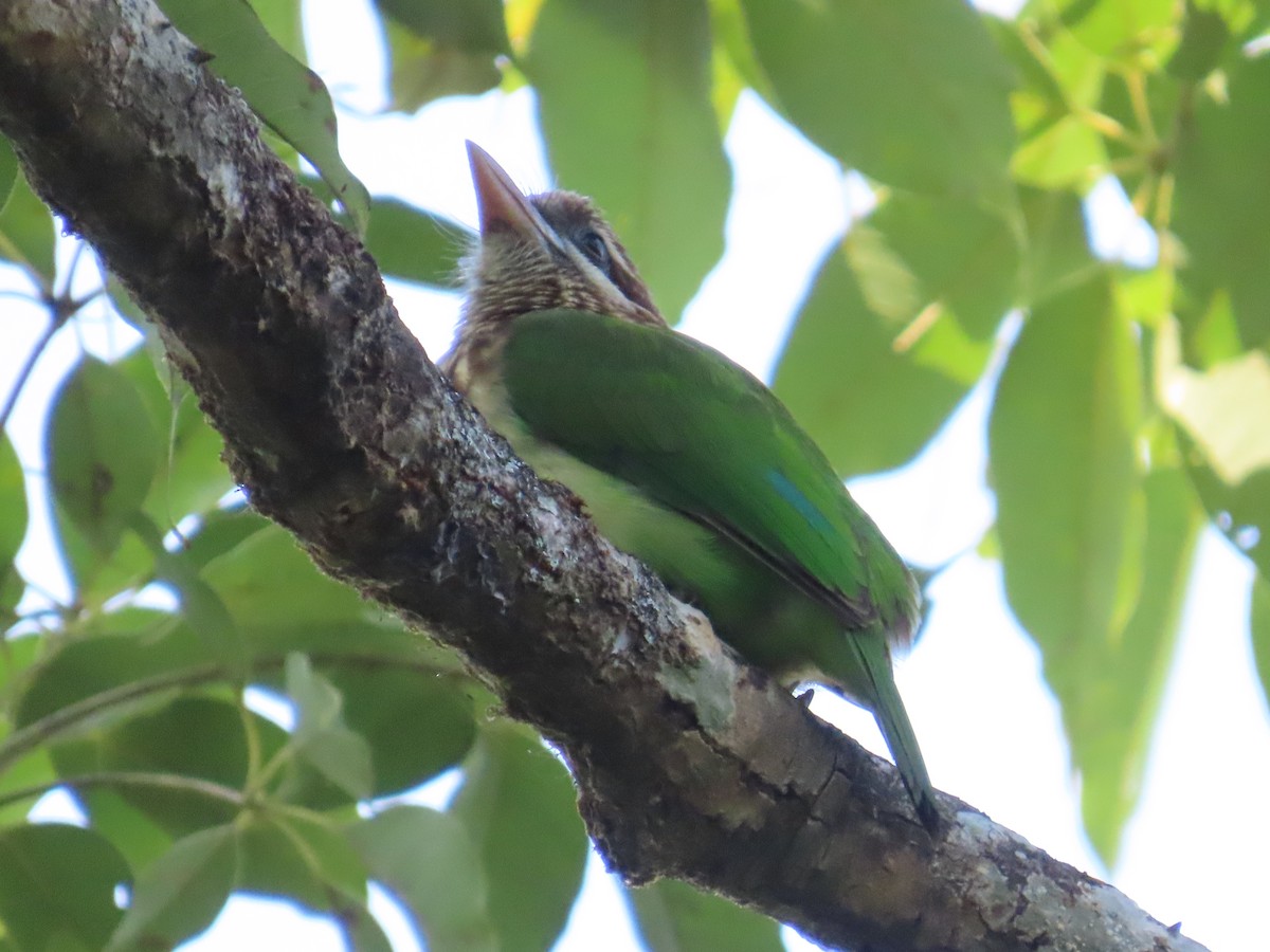 White-cheeked Barbet - ML643868201