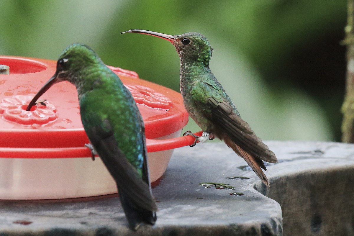 Rufous-tailed Hummingbird - ML643868231