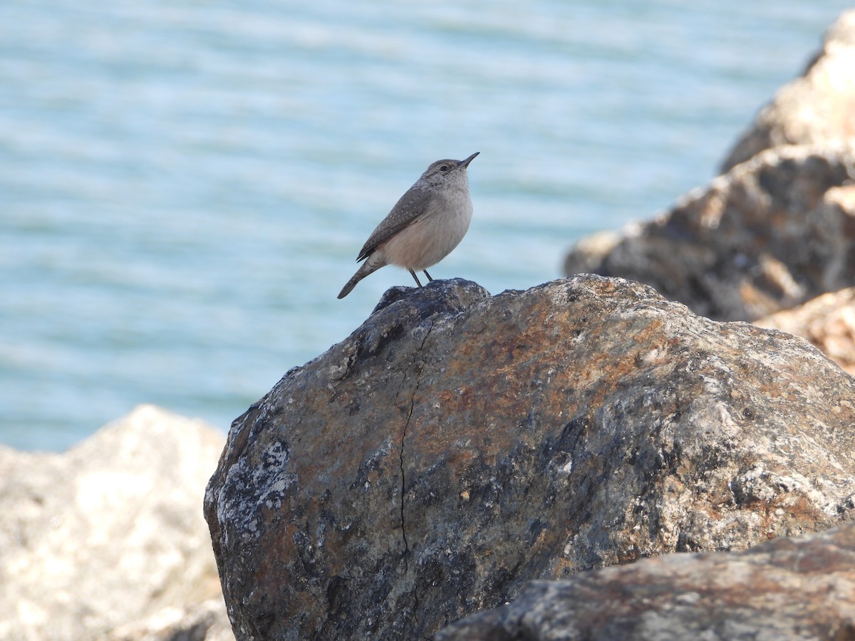 Rock Wren - ML643868260