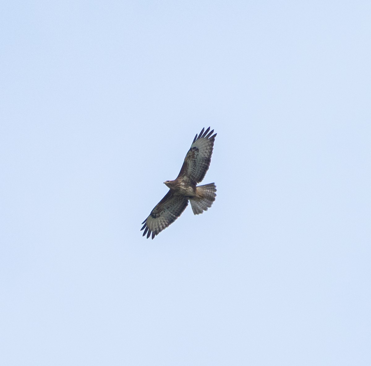 Common Buzzard - ML643868274