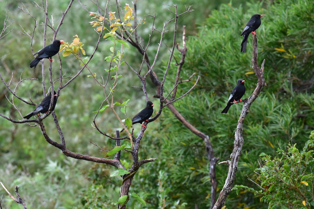Black Bulbul (Gray-winged) - ML643868276