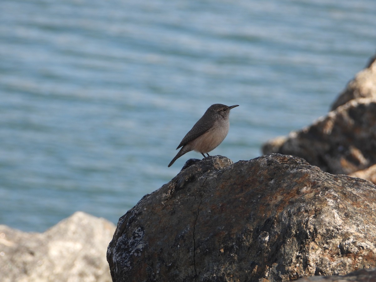 Rock Wren - ML643868291