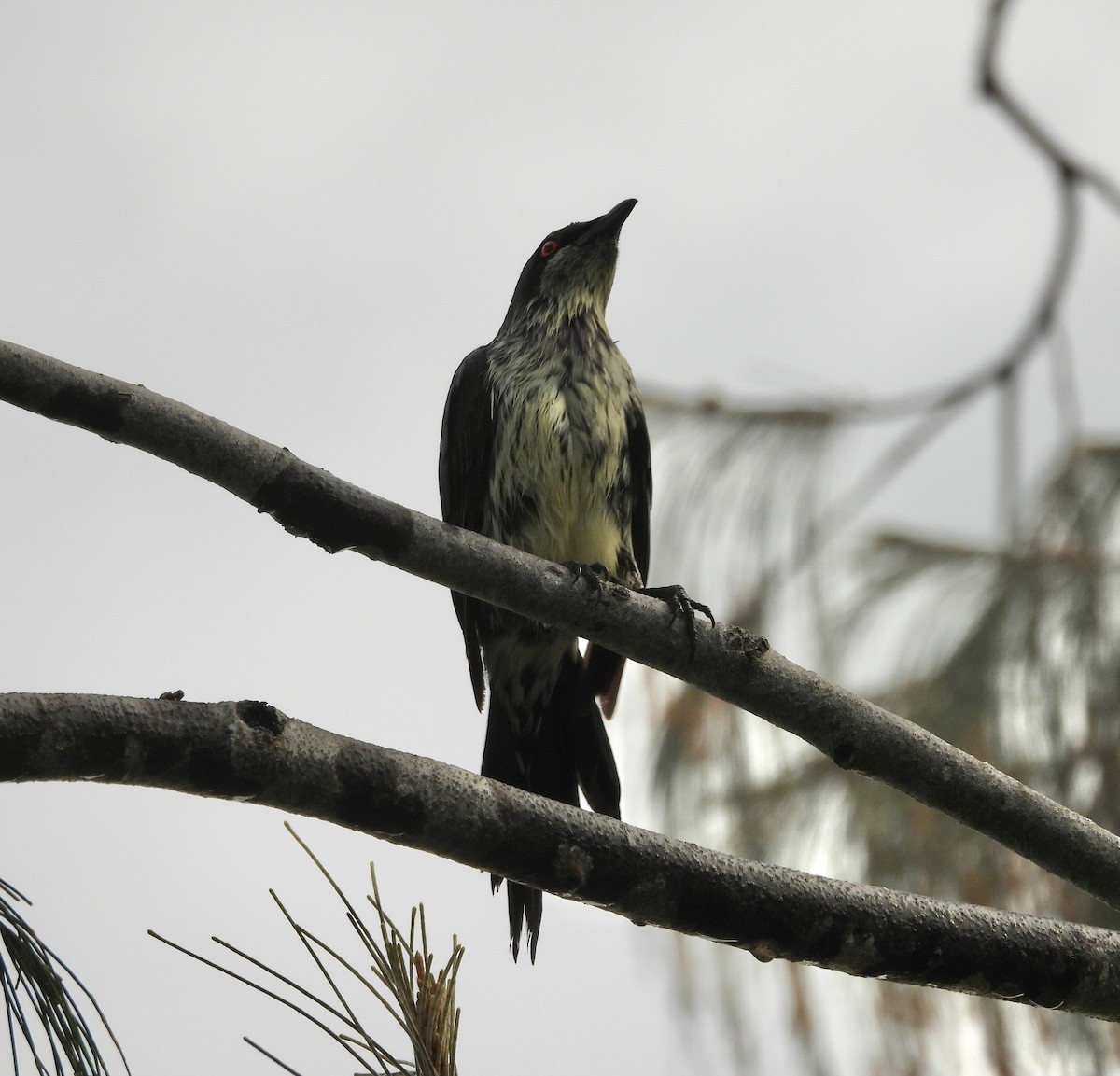 Metallic Starling - ML643868301