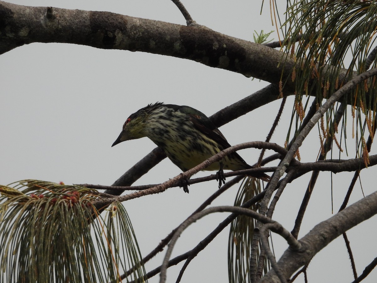 Metallic Starling - ML643868304