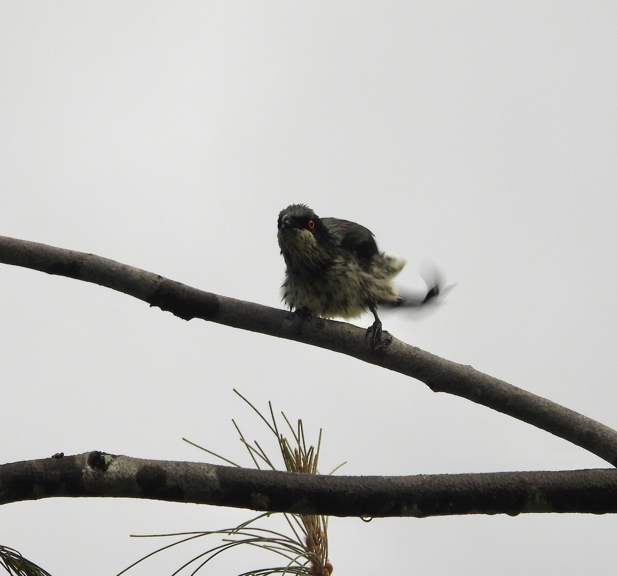 Metallic Starling - ML643868305
