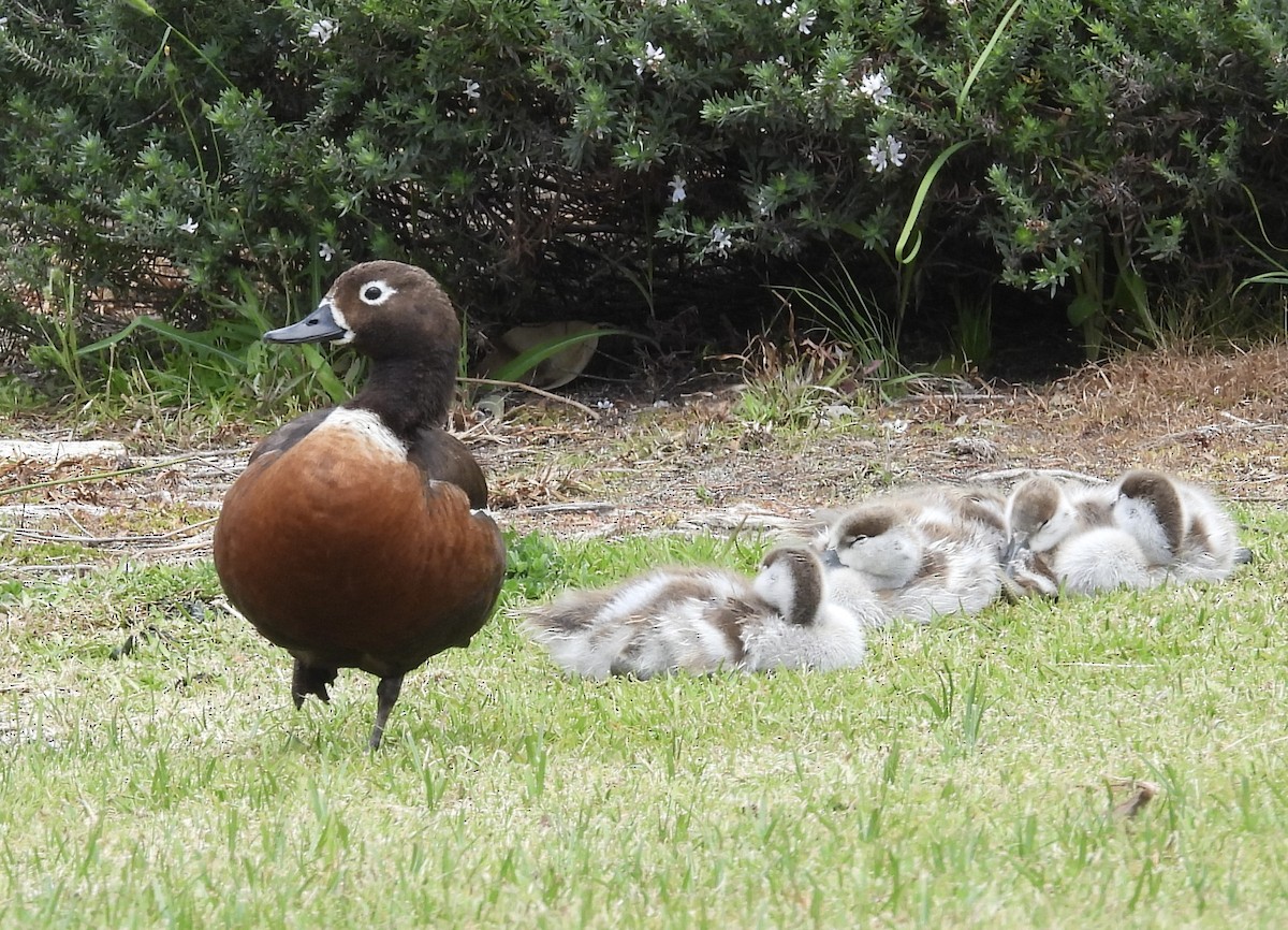 Australian Shelduck - ML643868306