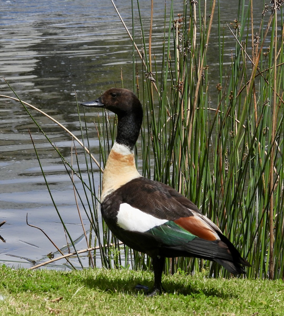 Australian Shelduck - ML643868307