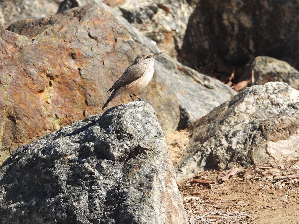Rock Wren - ML643868312