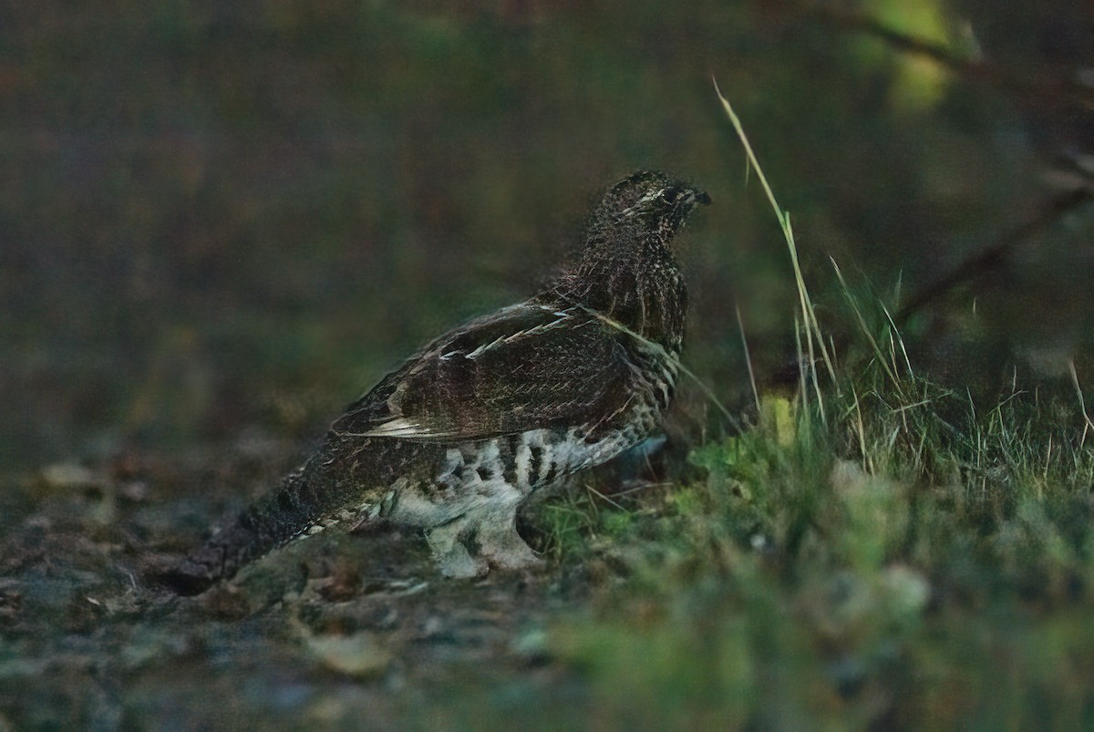 Ruffed Grouse - ML643868325