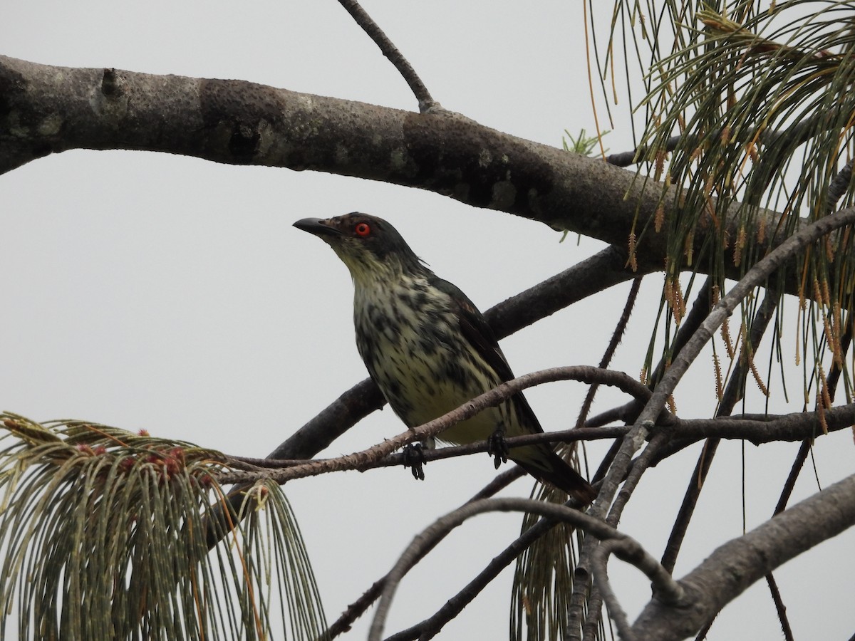 Metallic Starling - ML643868327
