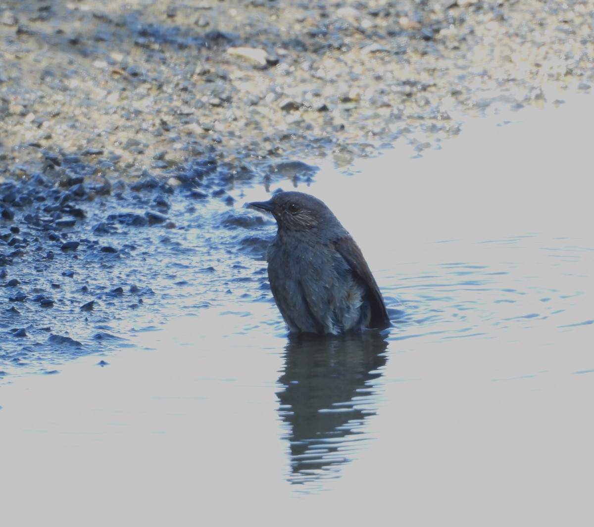 Dunnock - ML643868337