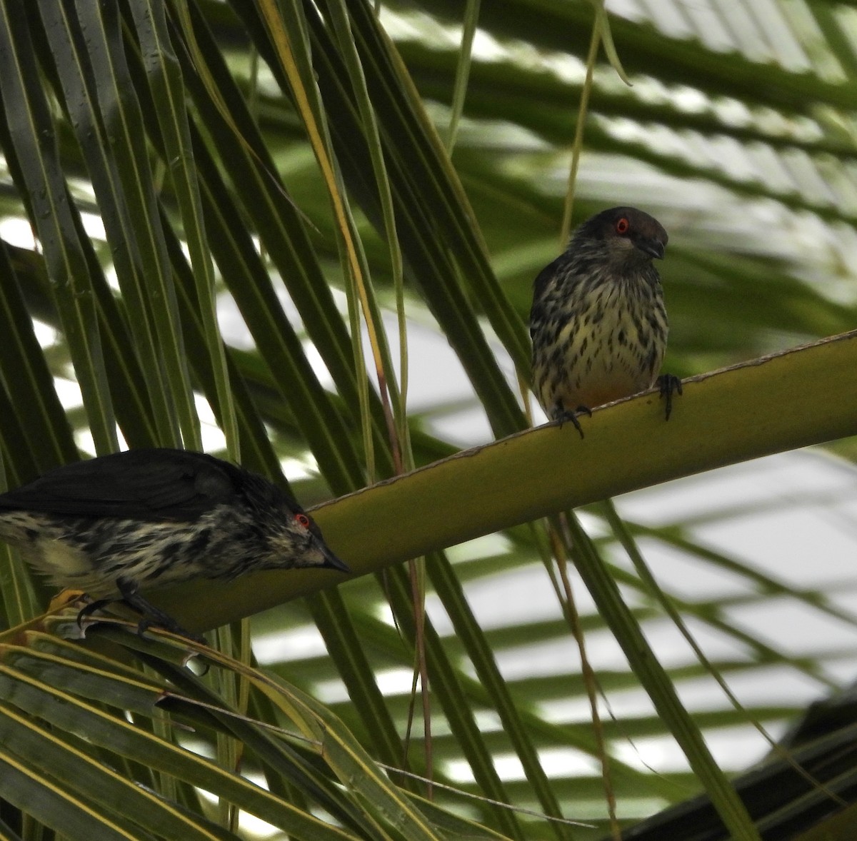 Metallic Starling - ML643868363