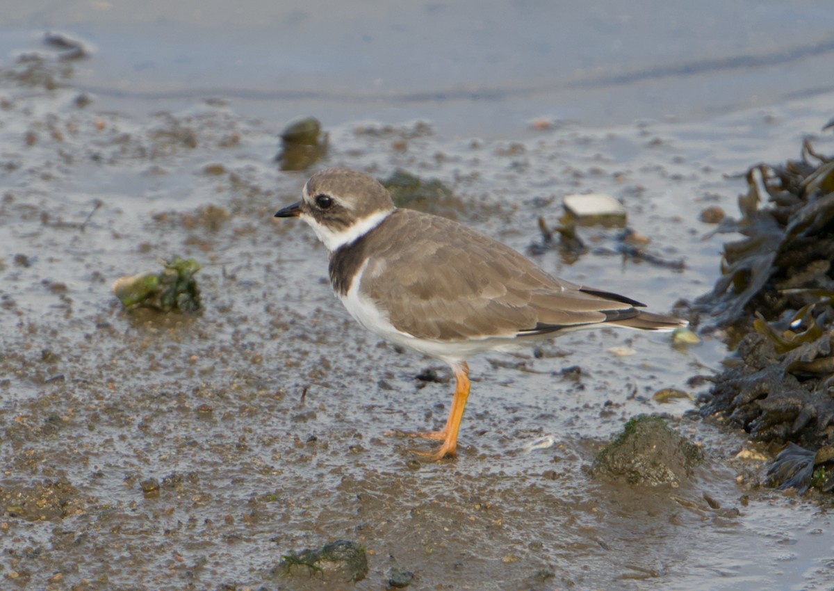 Common Ringed Plover - ML643868373