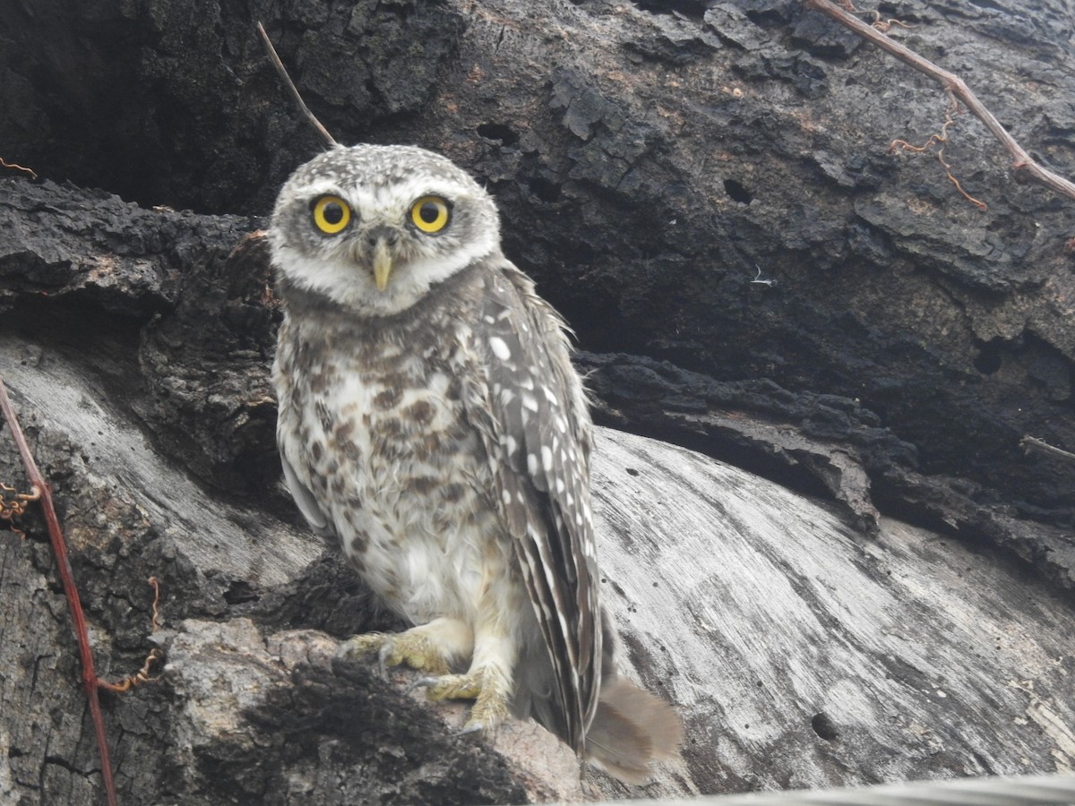 Spotted Owlet - ML643868389