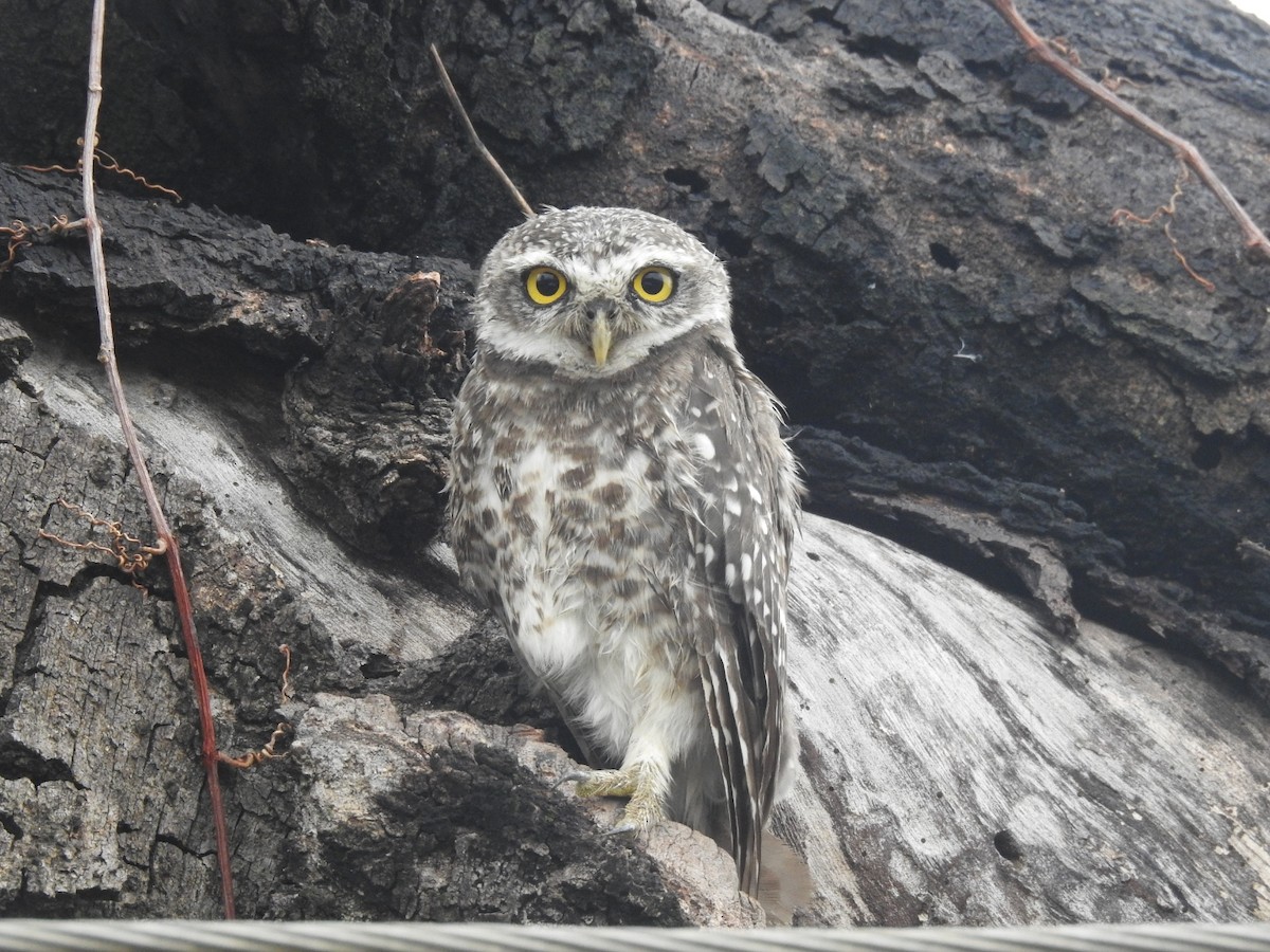 Spotted Owlet - ML643868390