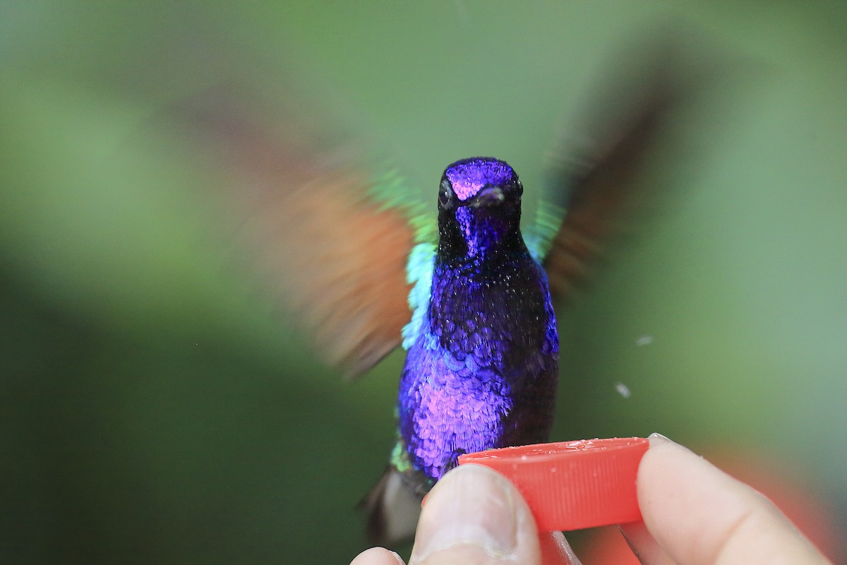 Velvet-purple Coronet - ML643868401