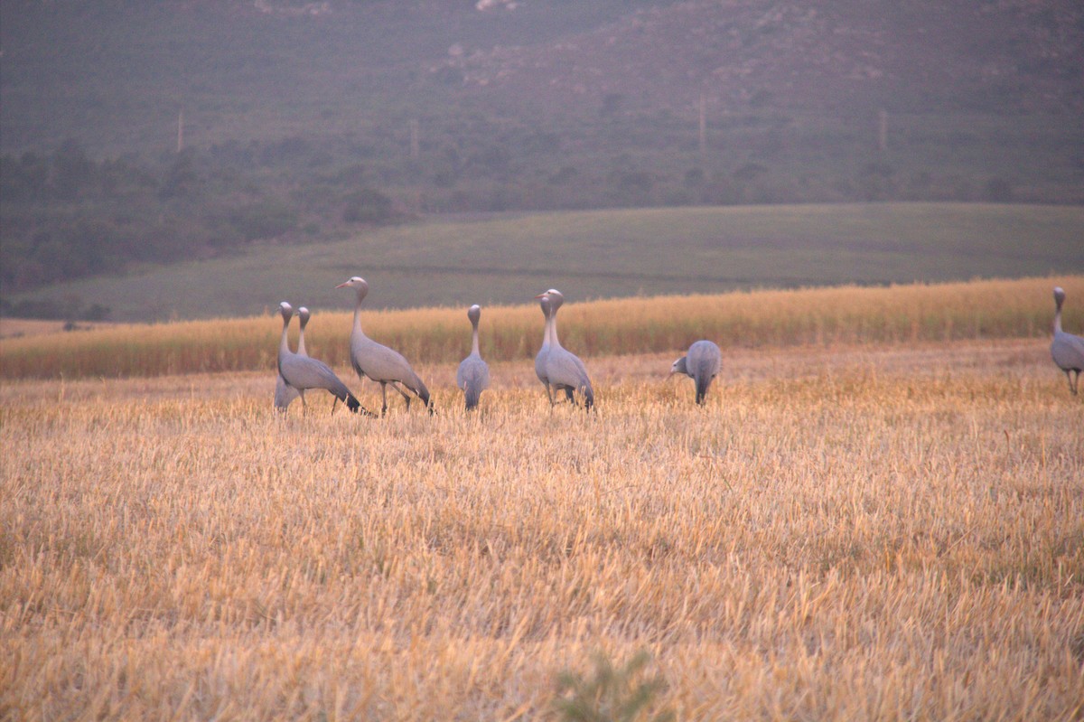Blue Crane - ML643868409