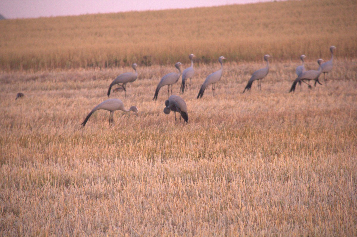 Blue Crane - ML643868410