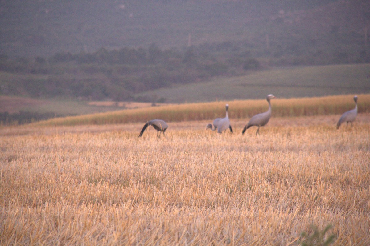 Blue Crane - ML643868411