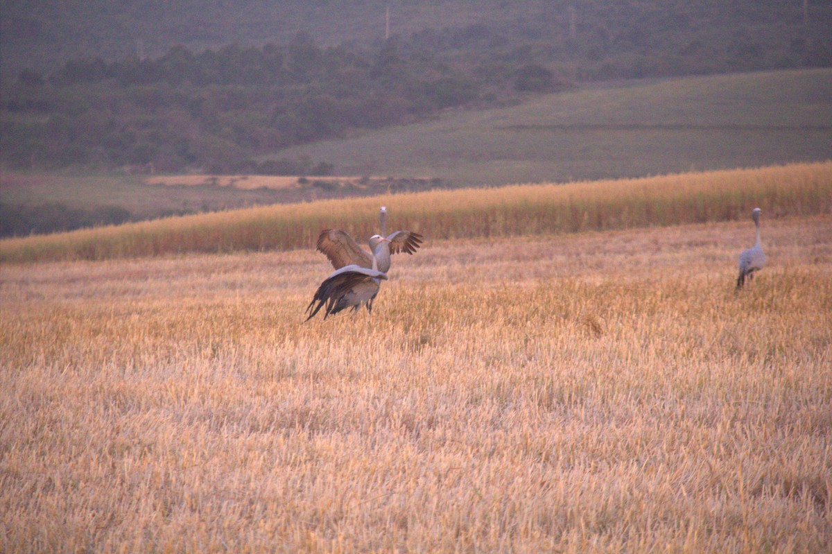 Blue Crane - ML643868412