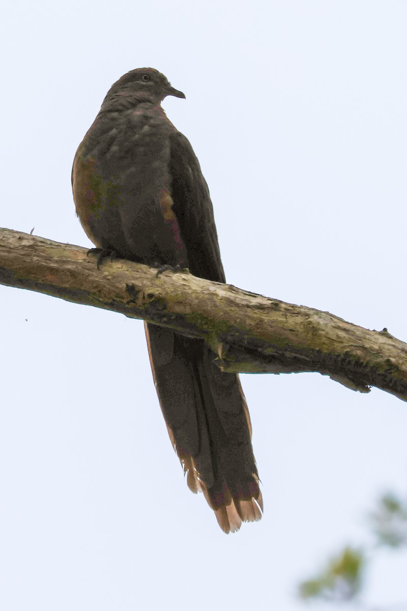 Brown Cuckoo-Dove - ML643868424