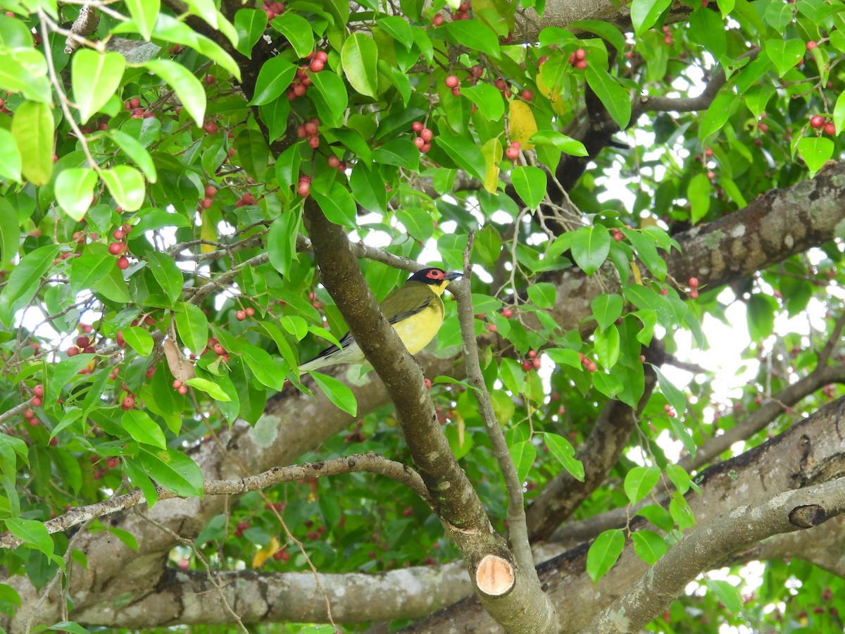 Australasian Figbird - ML643868428