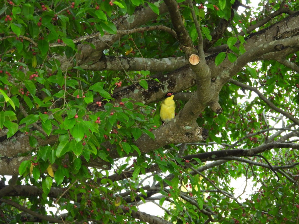 Australasian Figbird - ML643868430