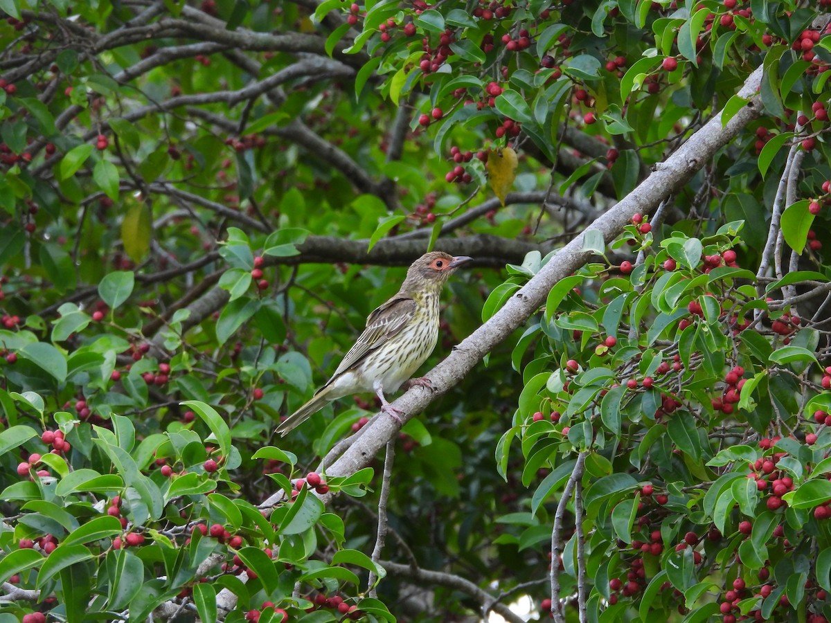 Australasian Figbird - ML643868431