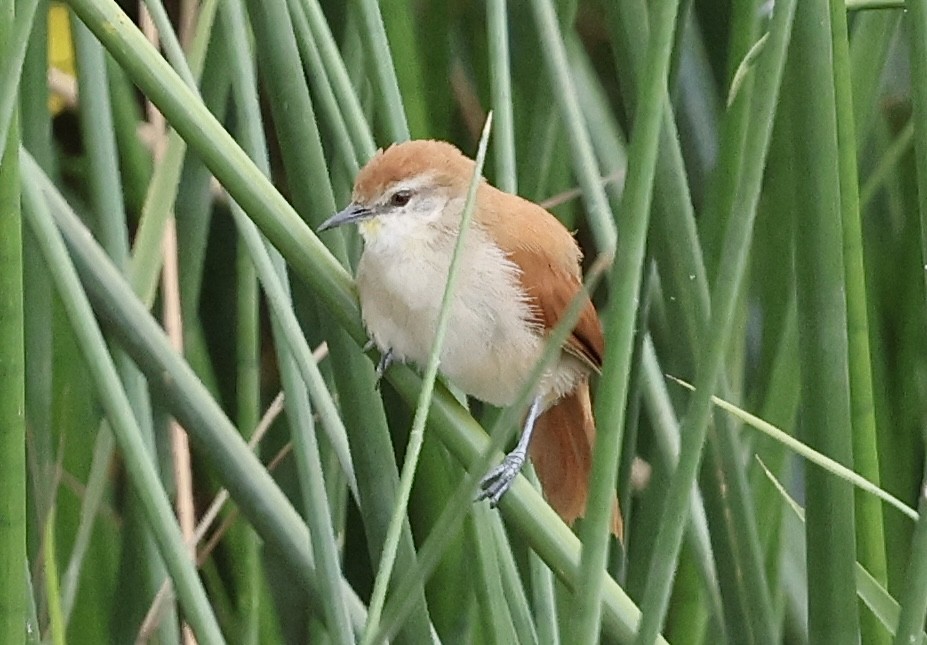 Yellow-chinned Spinetail - ML643868441